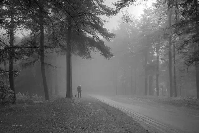 man walking his dog in a foggy pine forest