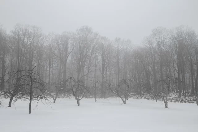 apple trees in front of maple trees a foggy afternoon in january